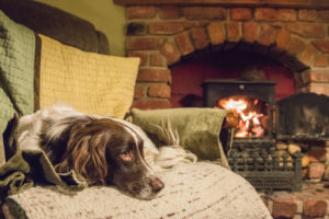 Dog Near Fireplace - Crofton MD - Clean Sweep of Anne Arundel County