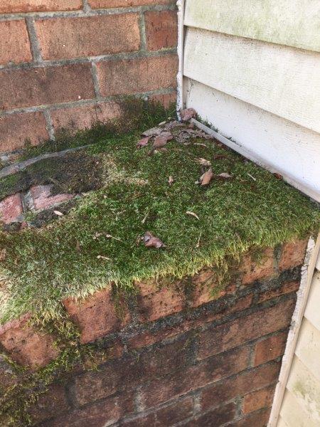 image of vegetation growth on chimney exterior