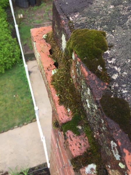 vegetation growth on the chimney crown