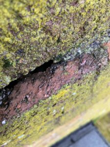 vegetation growth on chimney bricks-pasadena md-clean sweep aa (1)